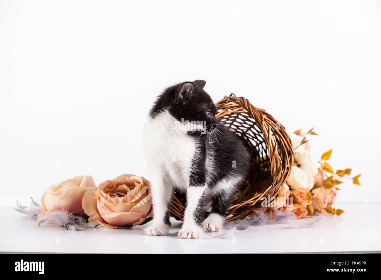 Cute little kitten in basket with flowers Stock Photo - Alamy