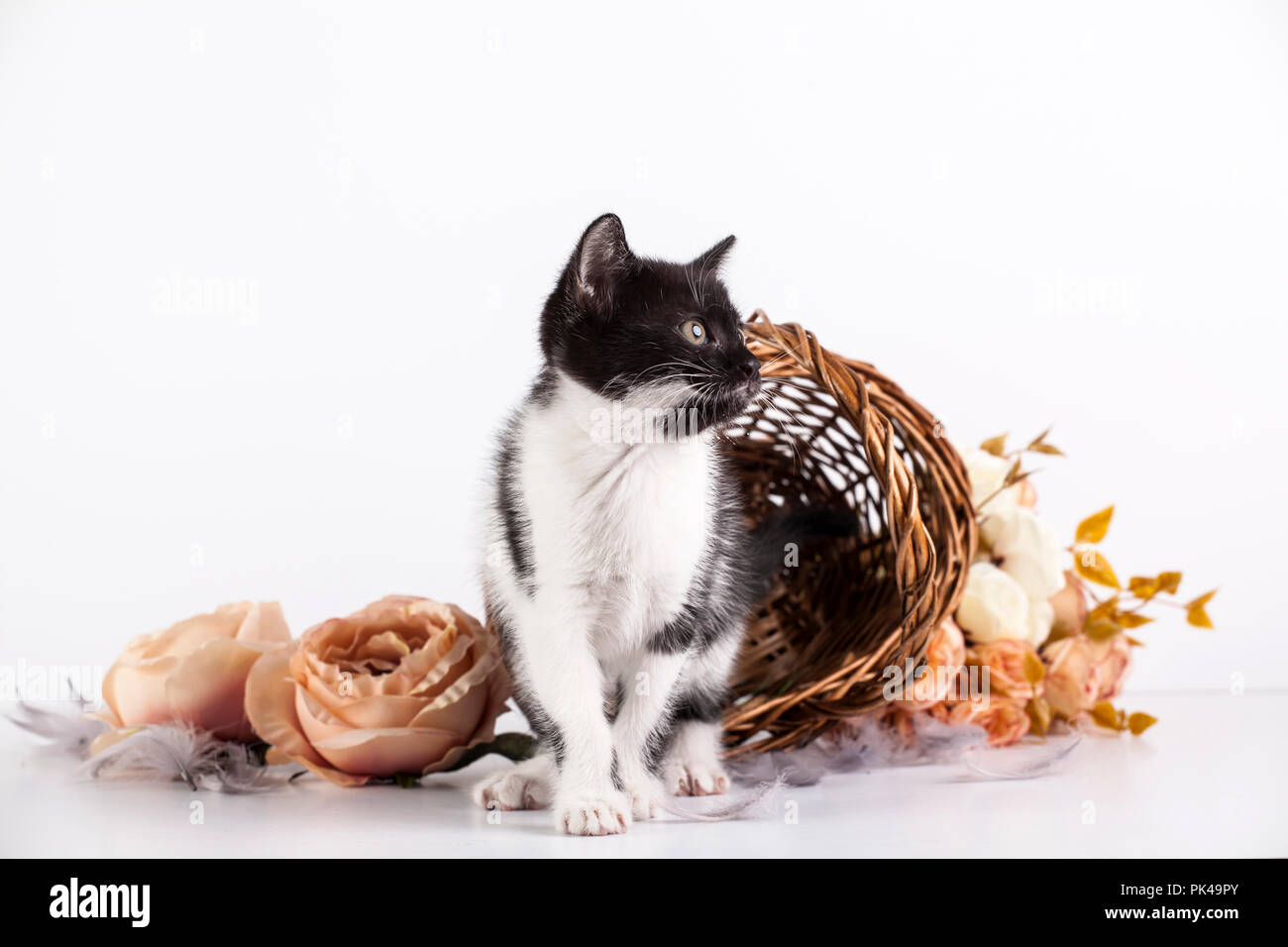 Cute little kitten in basket with flowers Stock Photo - Alamy