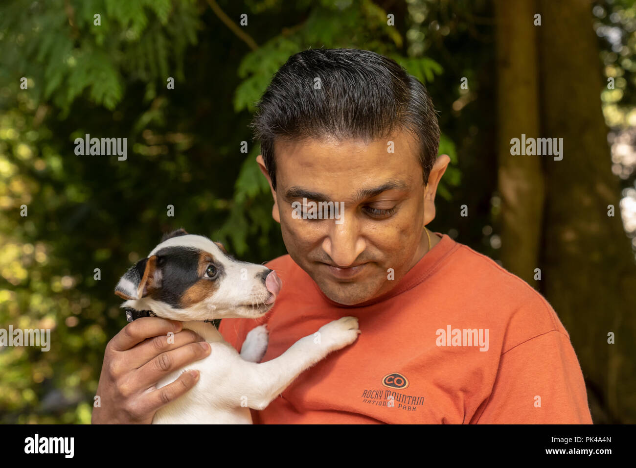 Issaquah, Washington, USA.  Man holding his two month old Jack Russell Terrier 'Harry' who is trying to give him a 'kiss'.  (PR) (MR) Stock Photo
