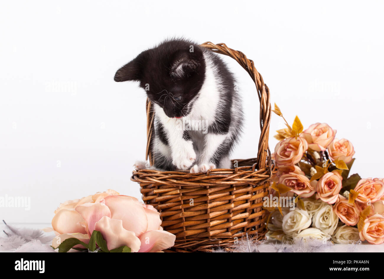 Cute little kitten in basket with flowers Stock Photo - Alamy