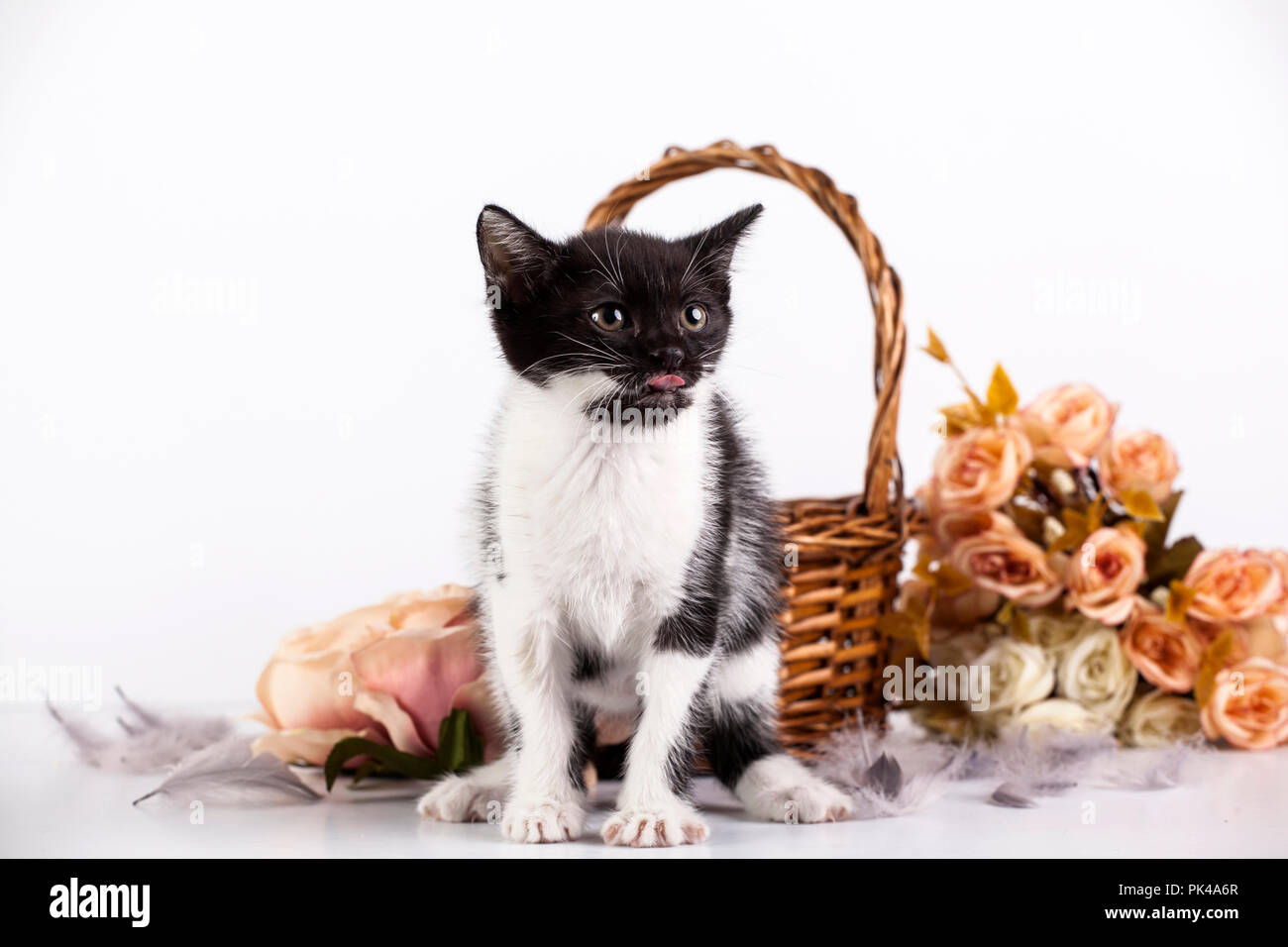 Cute little kitten in basket with flowers Stock Photo - Alamy