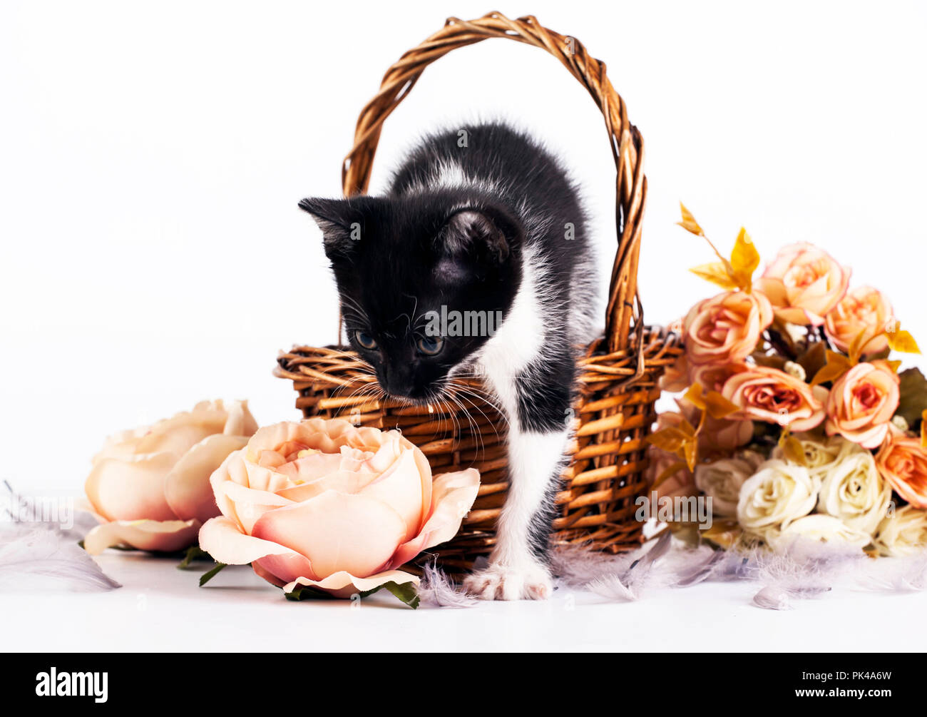 Cute little kitten in basket with flowers Stock Photo - Alamy