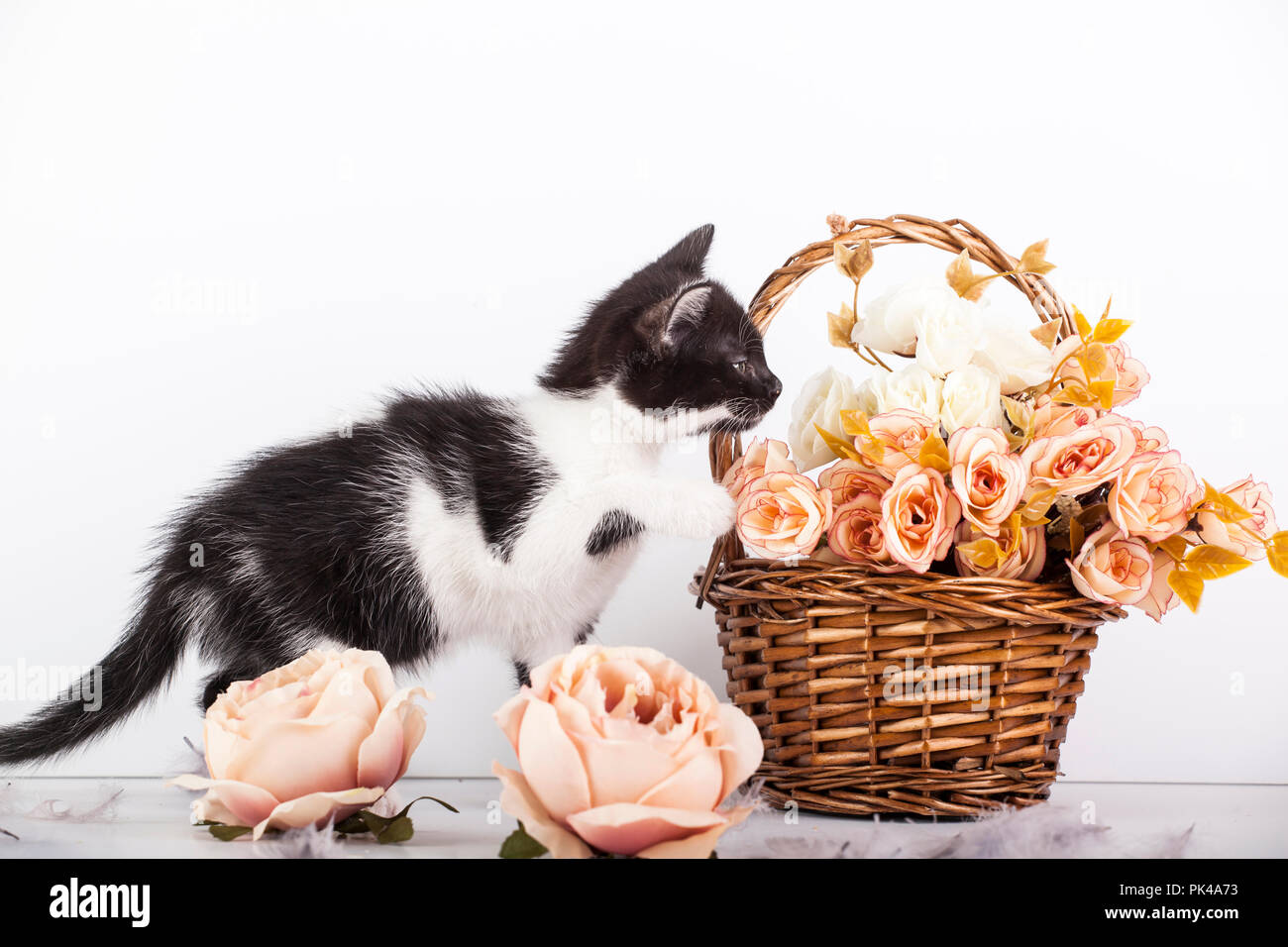 Page 3 Cute Kittens Flowers High Resolution Stock Photography And Images Alamy