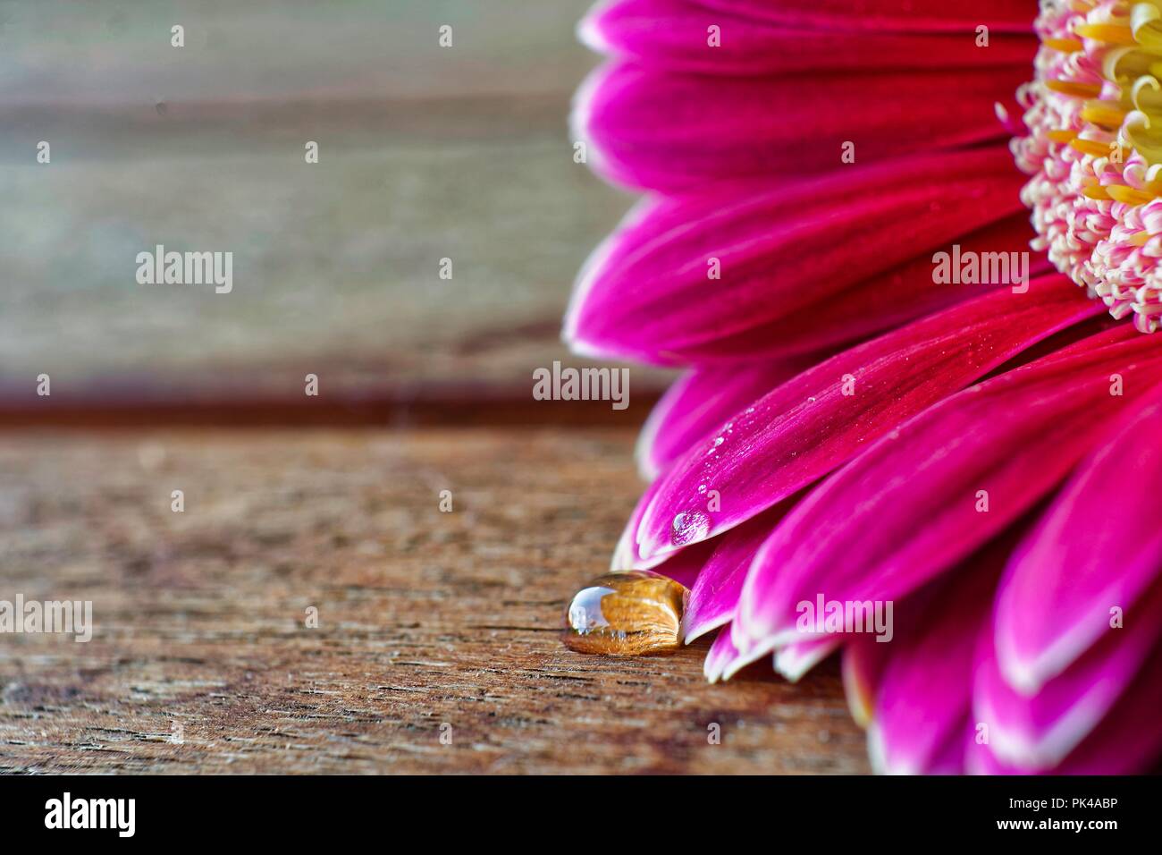 Closeup of a daisy and a drop upon a wooden table Stock Photo