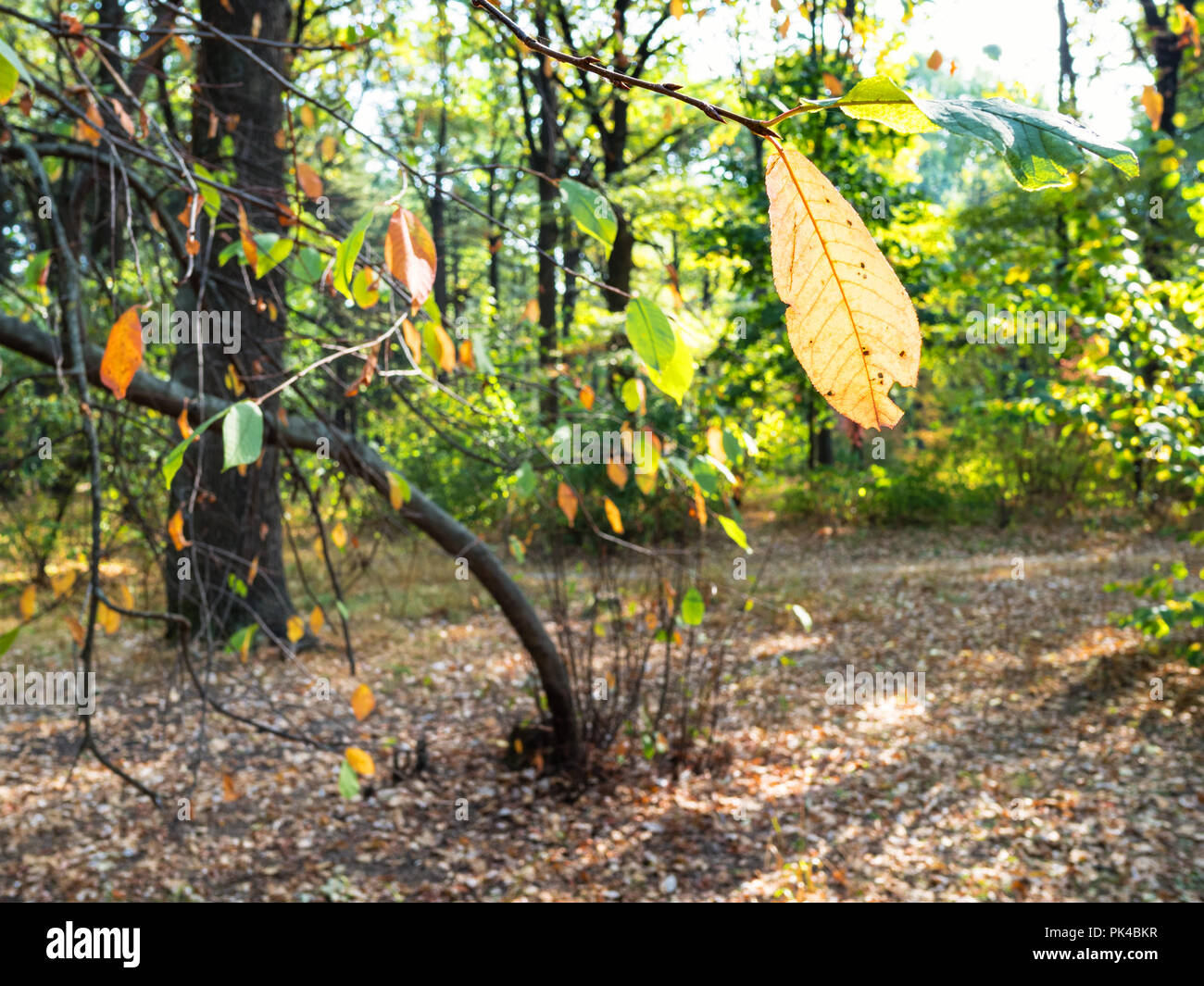 The urban forest hi-res stock photography and images - Page 8 - Alamy
