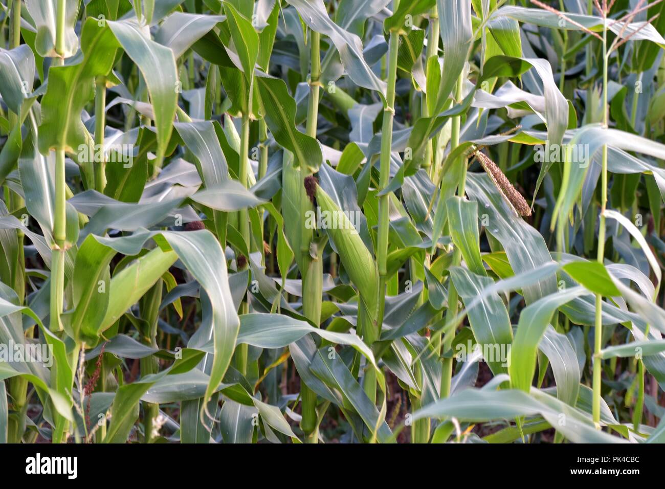 Close up image of corn plants farmland Stock Photo