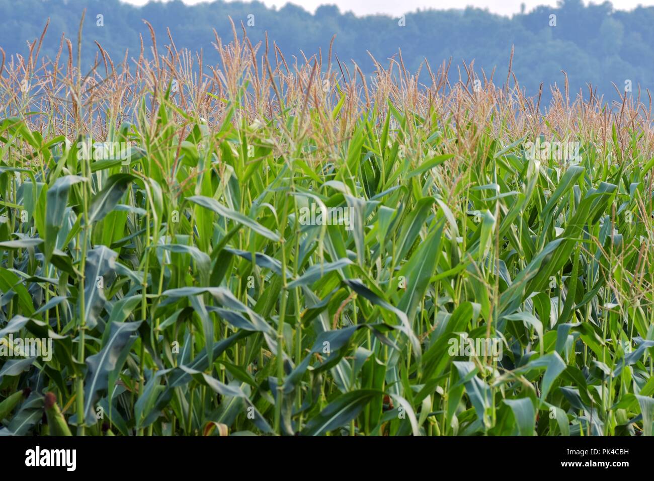 Close up image of corn plants farmland Stock Photo