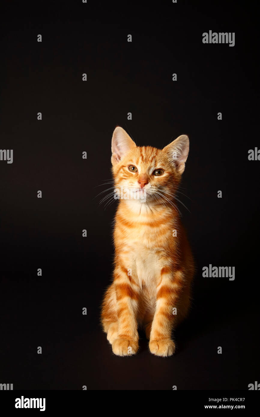 Ginger mackerel tabby kitten isolated on a black background Stock Photo