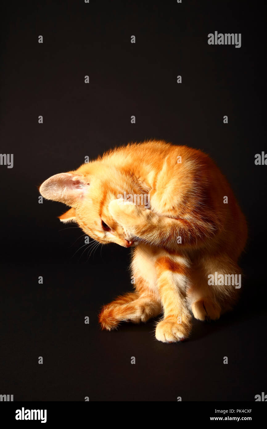 Ginger mackerel tabby12 week old kitten isolated on a black background Stock Photo