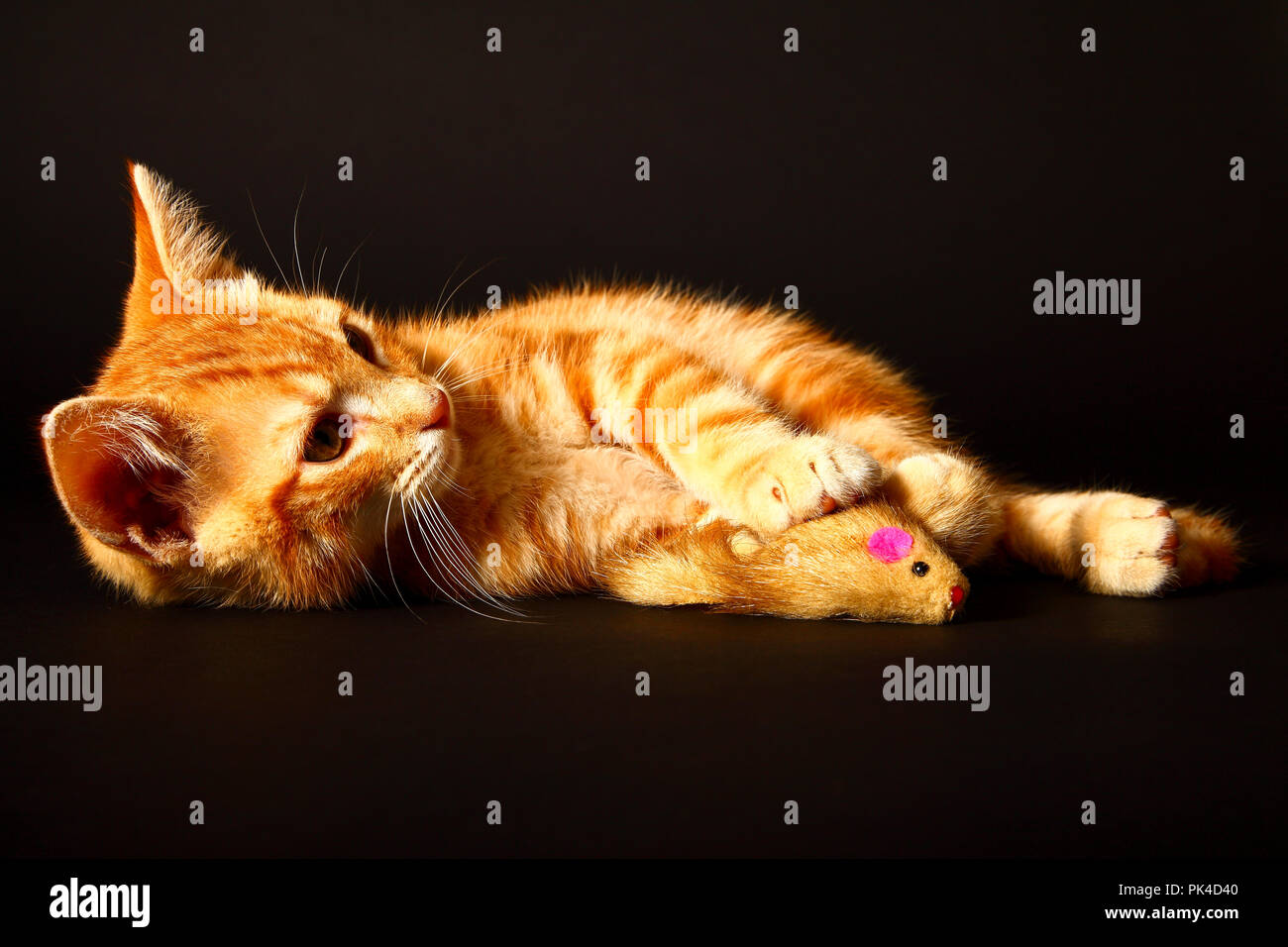 Ginger mackerel tabby12 week old kitten isolated on a black background playing with a toy mouse Stock Photo