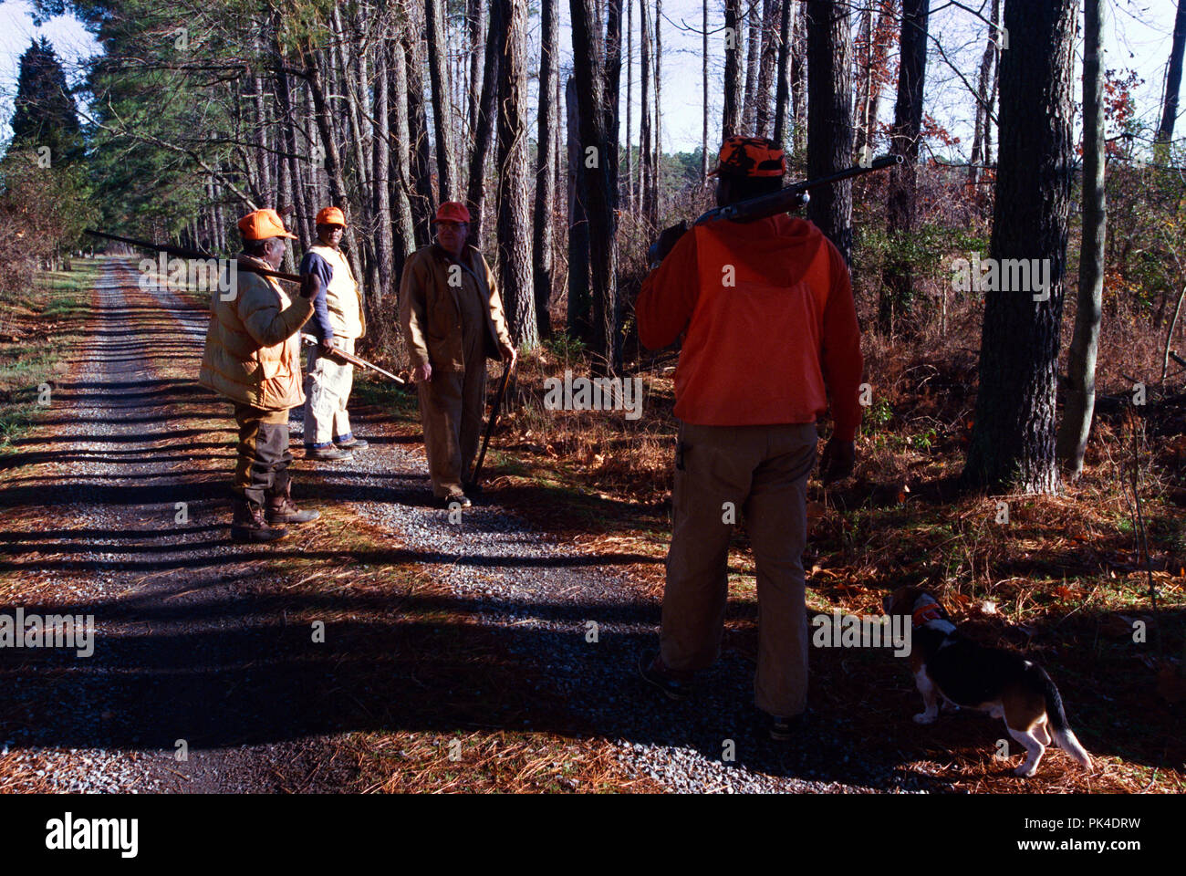 hunting7/021302 Rabbit hunters prepare to release the dogs for a hunt near West Point