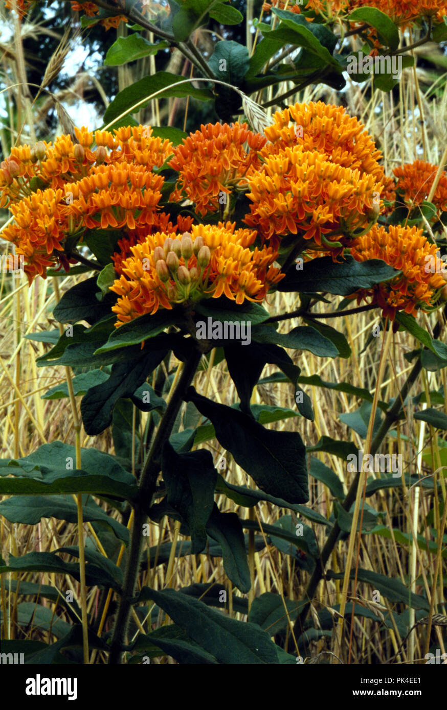 wildflowers1/021402 -- Butterfly Weed; Pleurisy Root Stock Photo