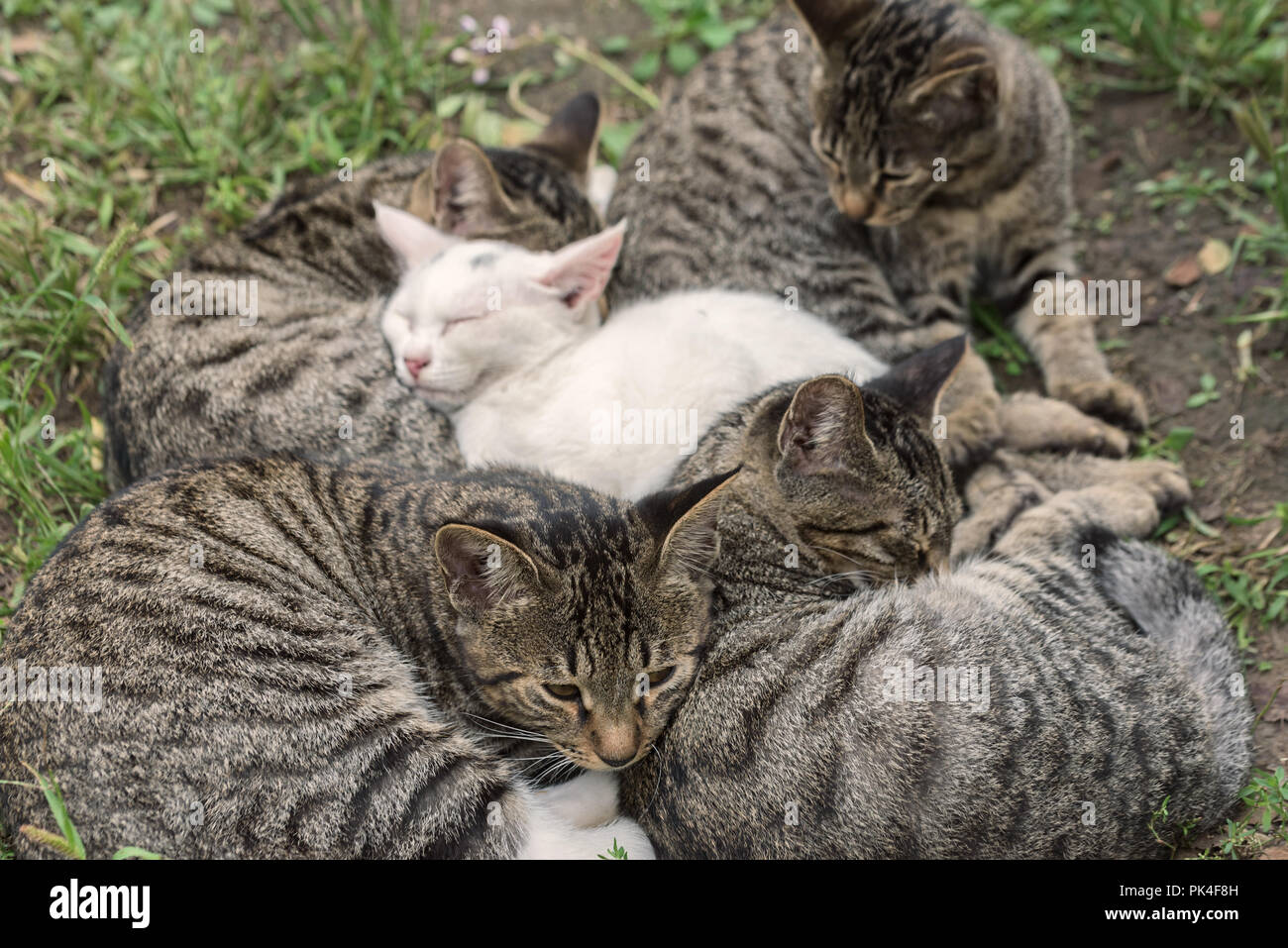 Homeless cats sleep. Several cats sleep together Stock Photo Alamy