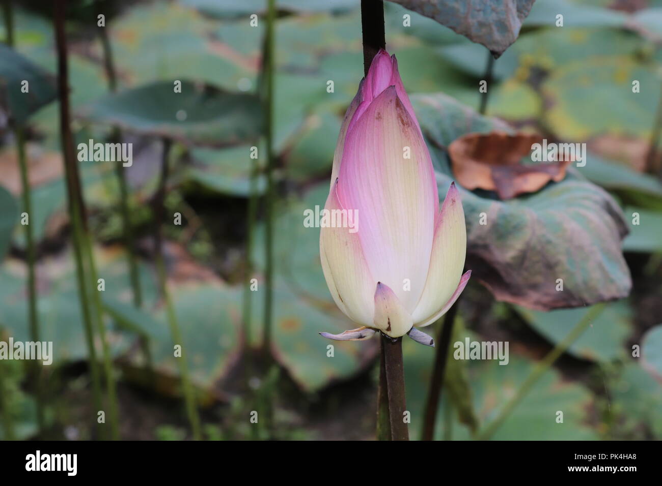 waterlily or lotus flower in pond.Lotus flowers blossom in pound.Its really Amazing Looking flower. Stock Photo