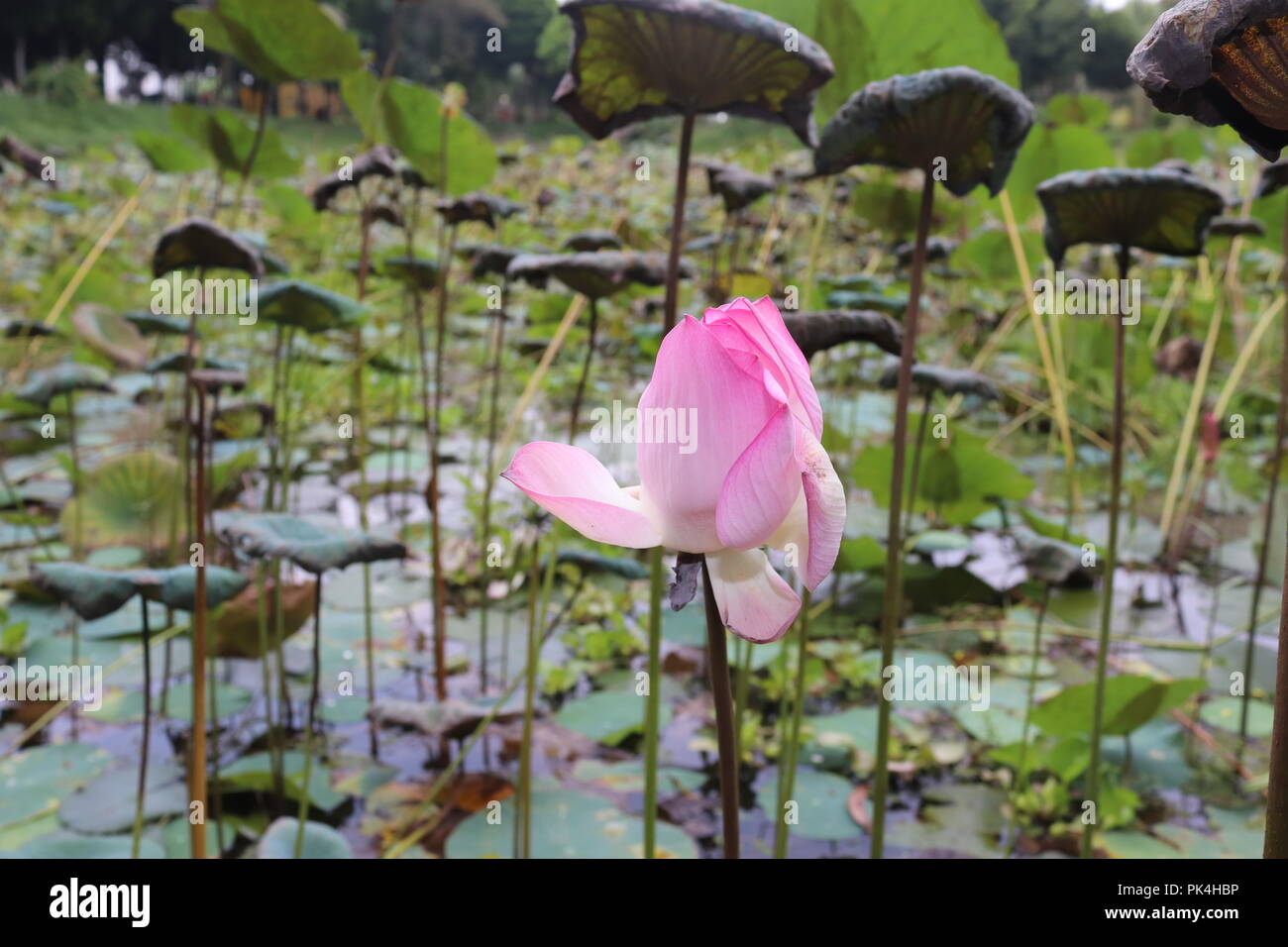 waterlily or lotus flower in pond.Lotus flowers blossom in pound.Its