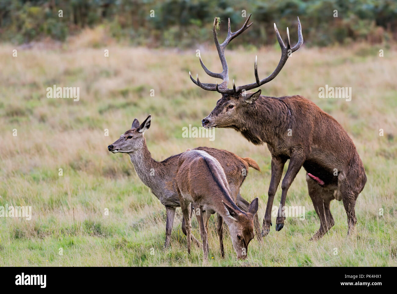 Red Deer Stag mating female deer Richmond Park UK Stock Photo