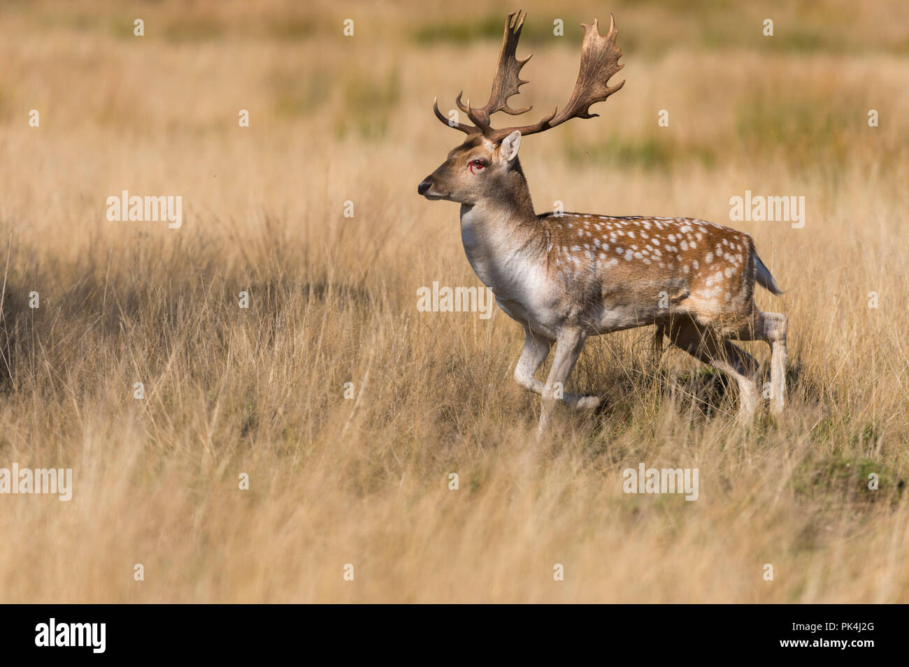 Fallow Deer Stag with eye injury Richmond Park UK Stock Photo