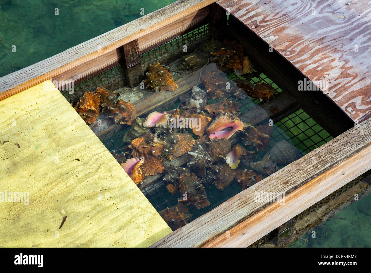 Collection of live conch in a trap in water Grand Cay Abacos Bahamas Stock Photo