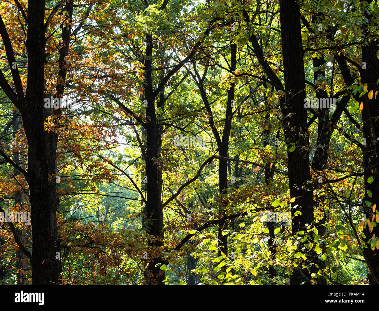 trees in forest in sunny day at the beginning of autumn Stock Photo - Alamy