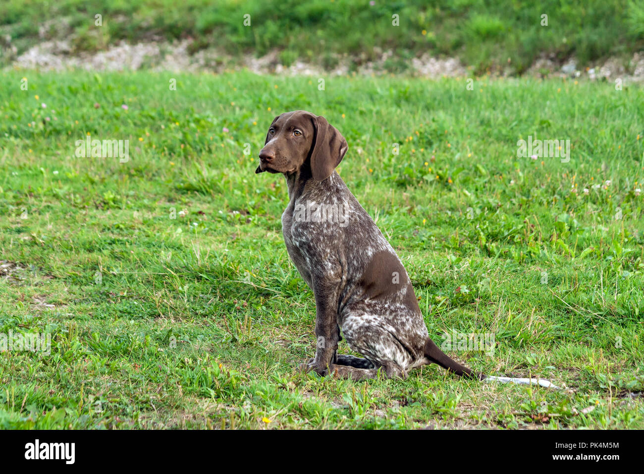 German Shorthaired Pointer Kurtshaar One Brown Spotted Puppy Sit