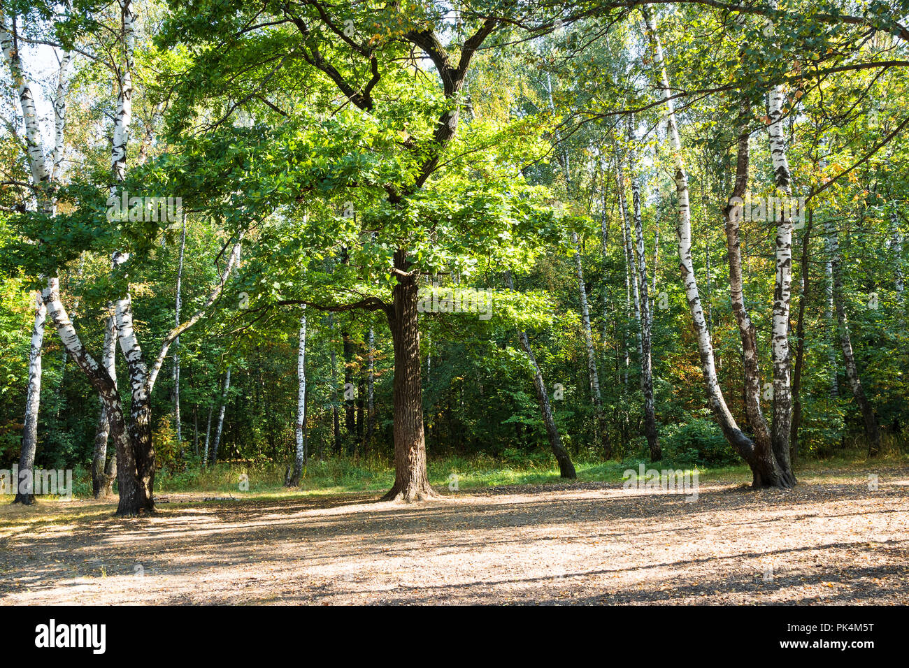 meadow with old oak and birch trees in urban park in sunny day at the ...