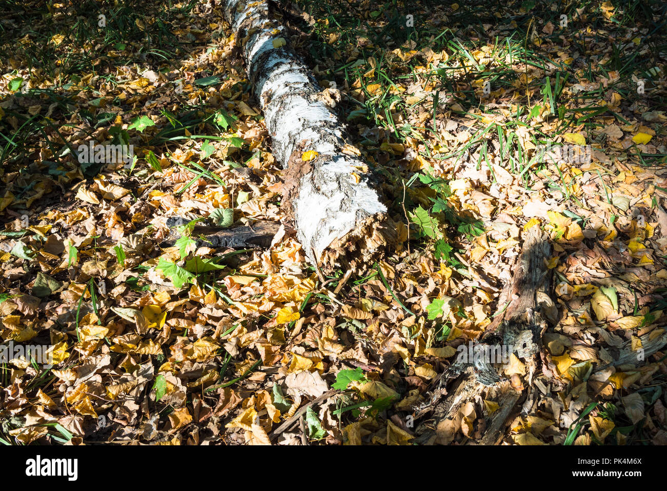 old fallen birch tree on leaf litter in forest at the beginning of autumn Stock Photo