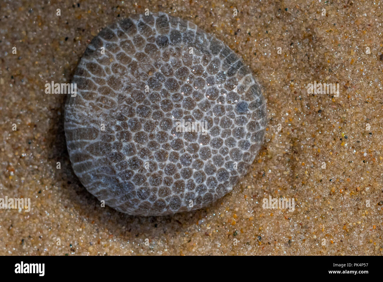 A Charlevoix stone (rock formed from skeletons of Favosite coral or honeycomb coral) found on the beach on Lake Michigan, USA. Stock Photo