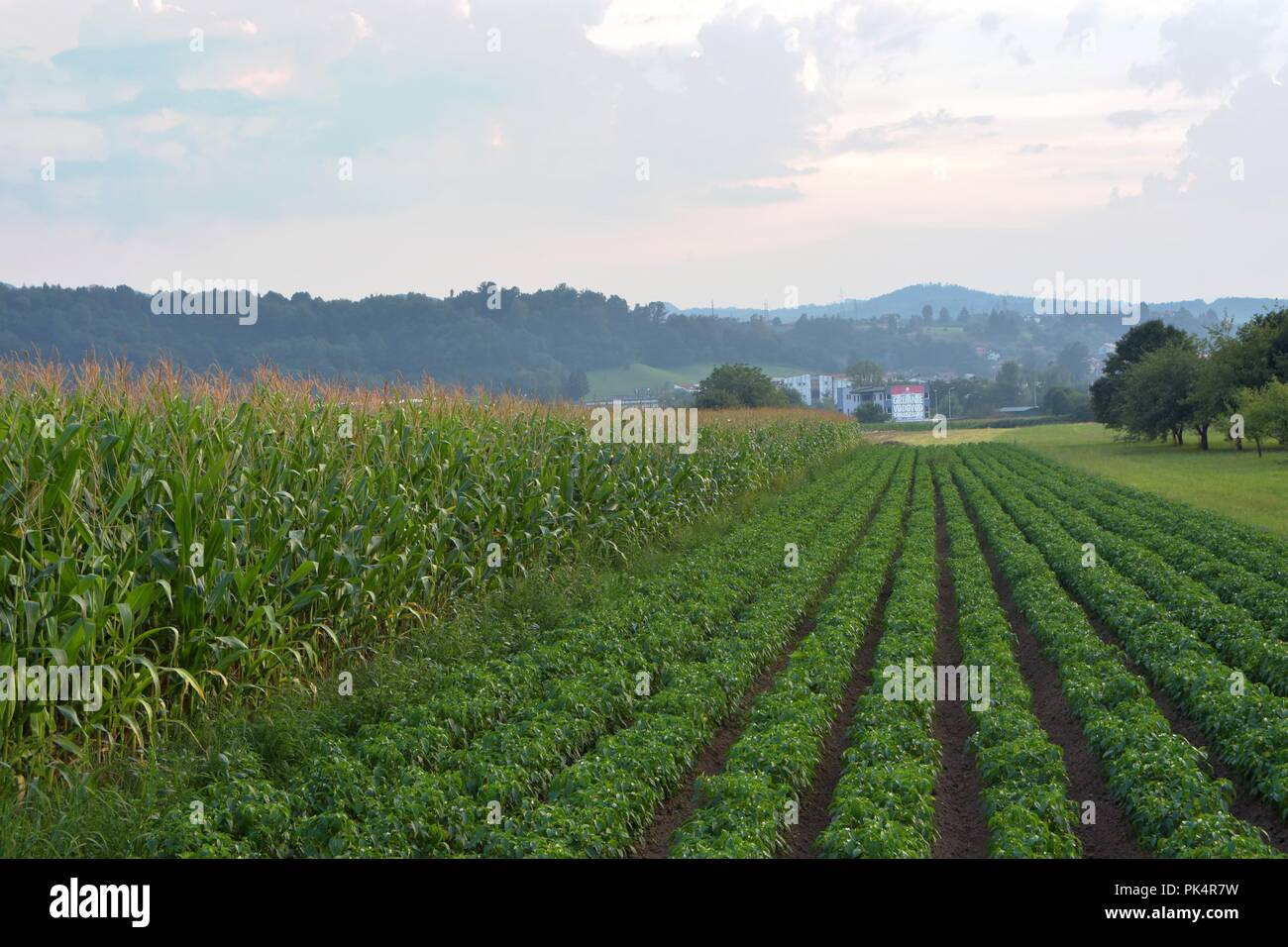 Image of corn plants farmland Stock Photo