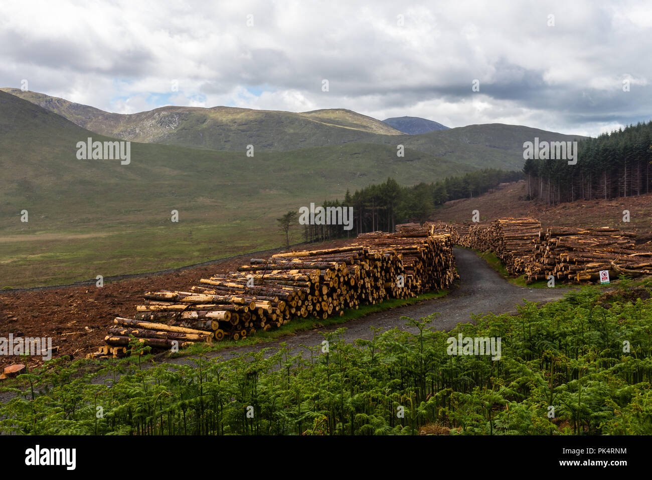 Piled tree trunks with forest path leading through them and Mourne Mountains in distance. Stock Photo