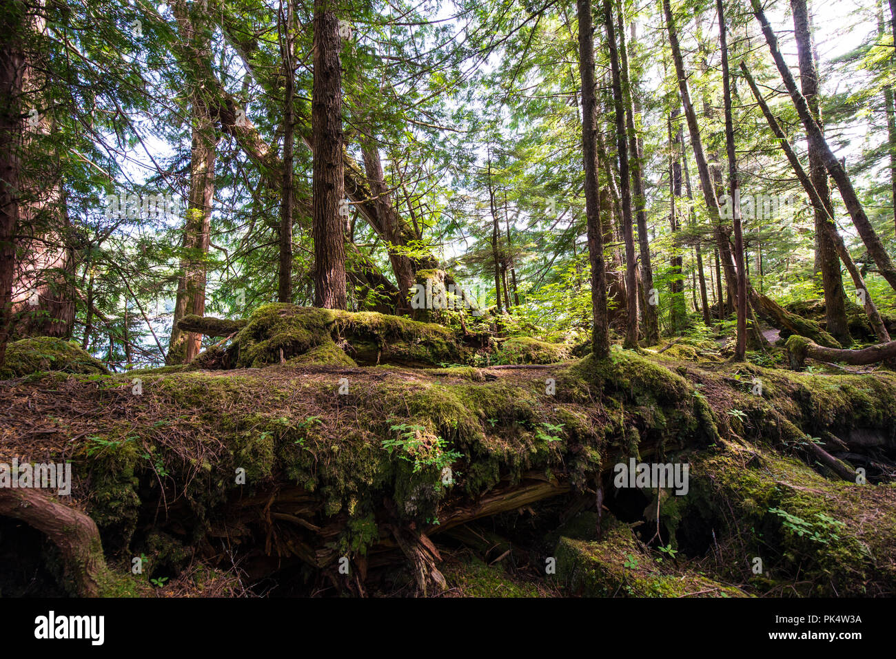 Vancouver island forest canada hi-res stock photography and images - Alamy