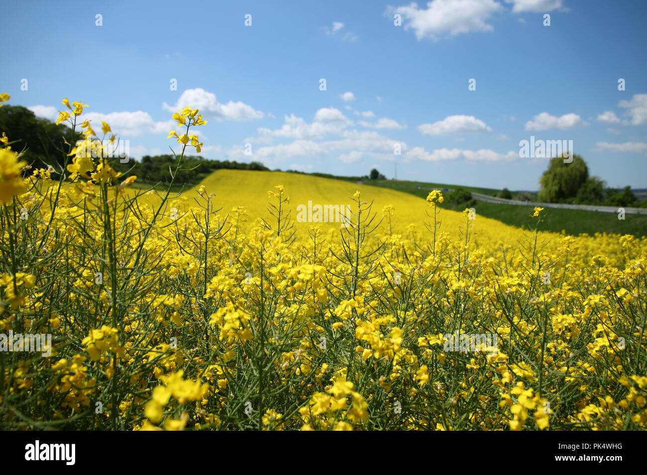 A field of yellow sunflowers stretching as far as the eye can see in the French countryside