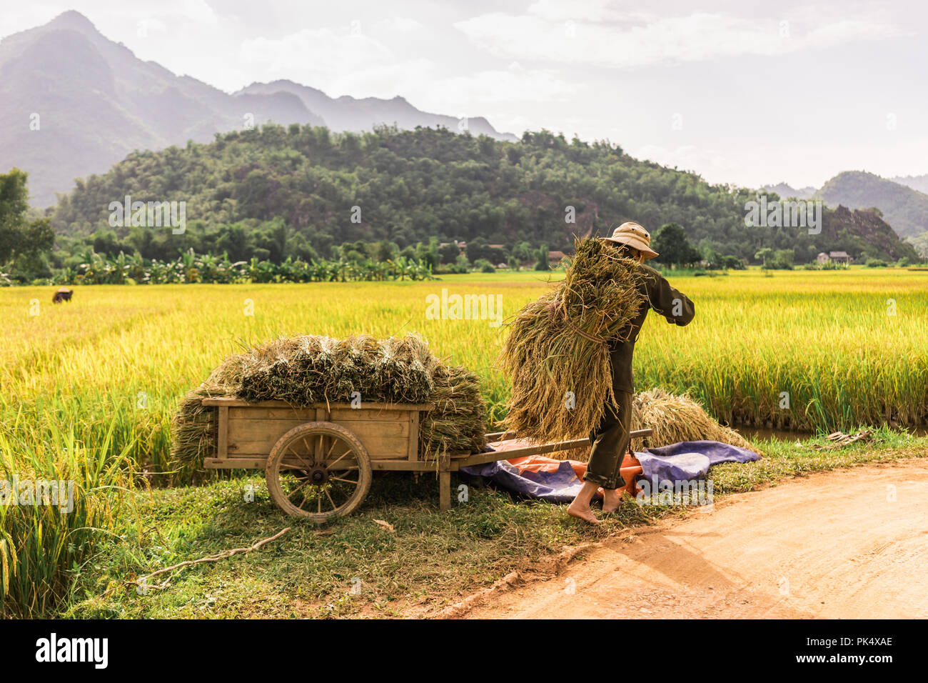Image Mai Châu image beautiful image beautiful image beautiful image beautiful - Man working in the rice fields near Lac Village, Mai Chau valley ...