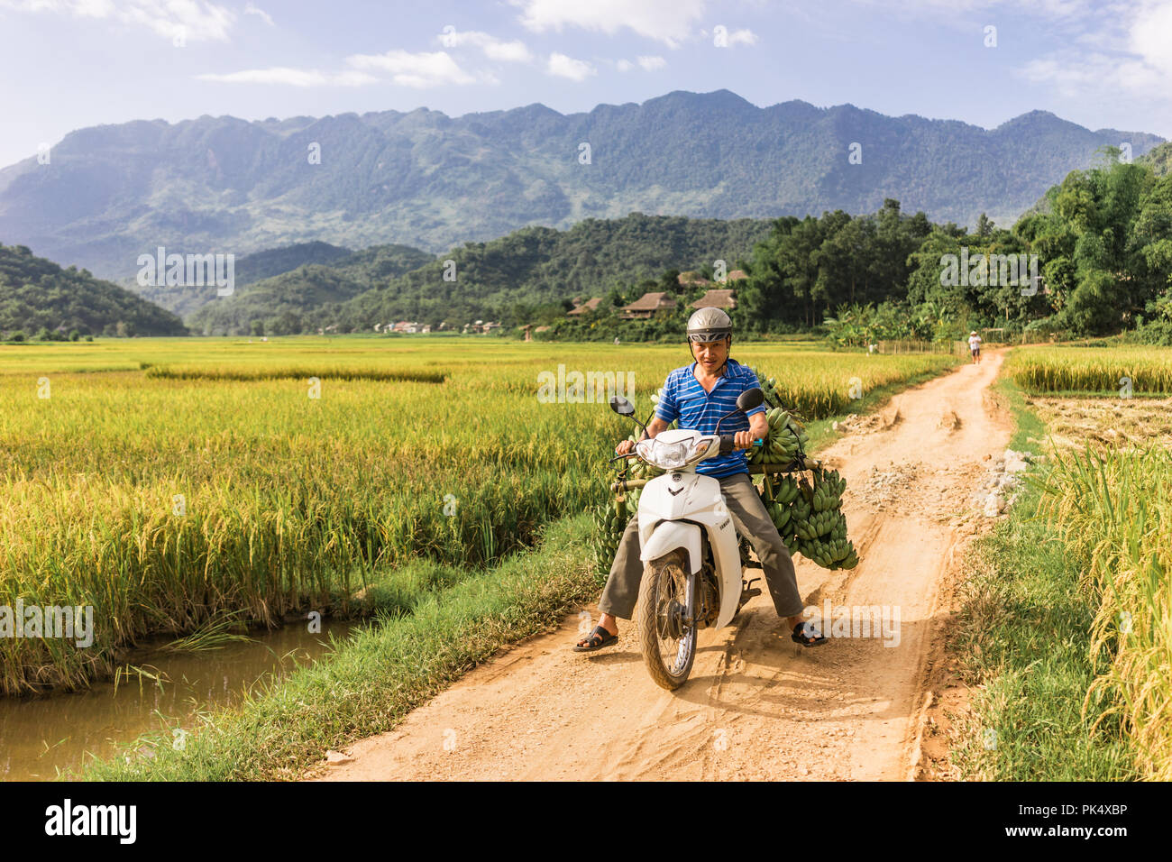 Image Mai Châu image beautiful image beautiful image beautiful - Man riding a motorcycle in a rice field near Lac Village, Mai Chau ...