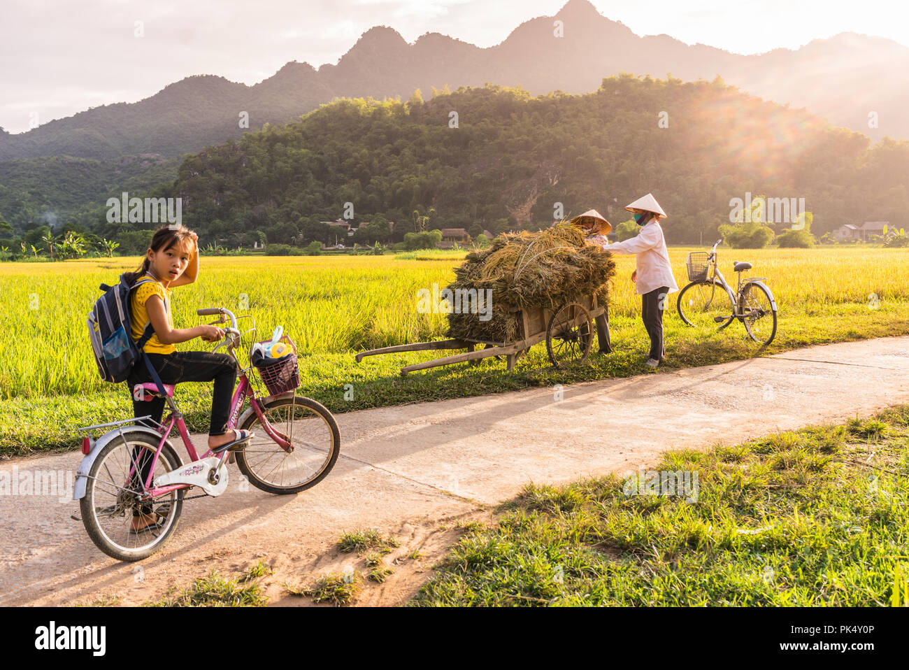 Image Mai Châu image beautiful image beautiful - Local girl riding a bicycle in a rice field near Lac Village, Mai ...