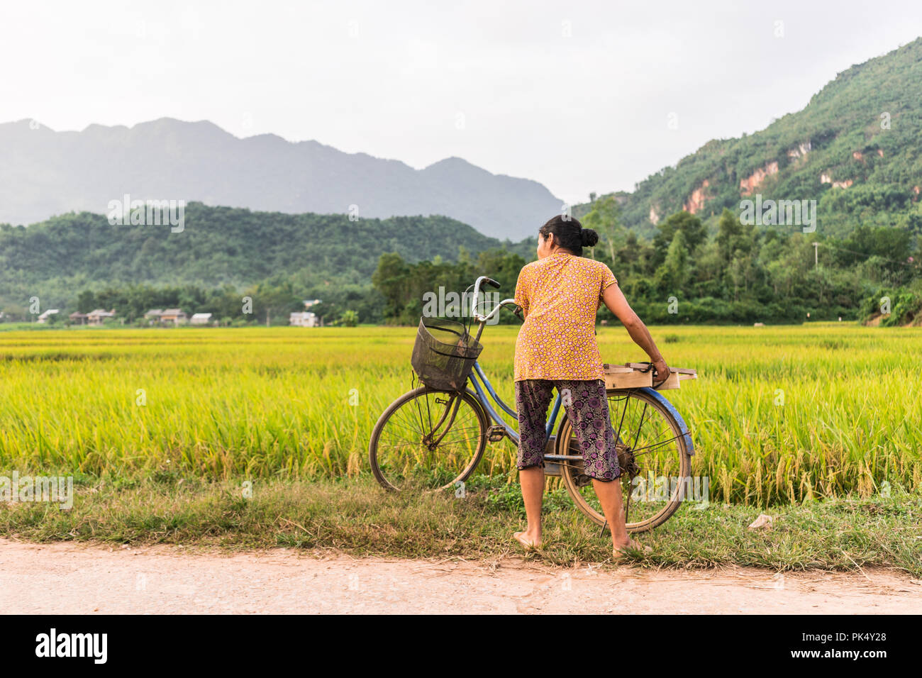 Image Mai Châu image beautiful image beautiful - Woman riding a bicycle a rice field near Lac Village, Mai Chau ...