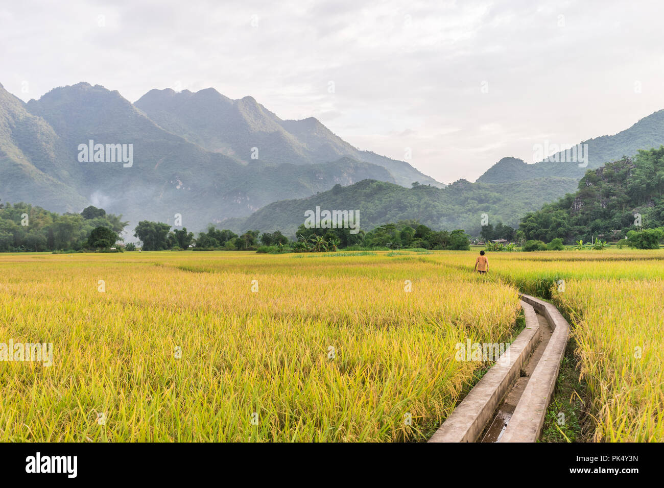 Image Mai Châu image beautiful image beautiful - Local woman walking in the rice fields near Lac Village, Mai Chau ...