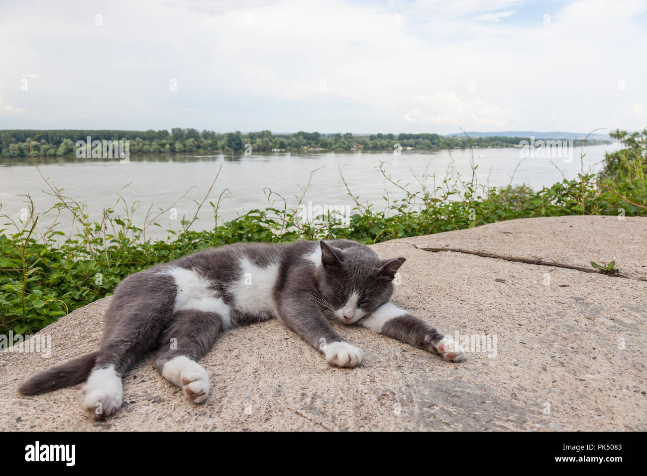 Grey and White stray cat sleeping, lying on the roof of a house over the Danube in Zemun district, in Belgrade, Serbia. Danube is the biggest river in Stock Photo