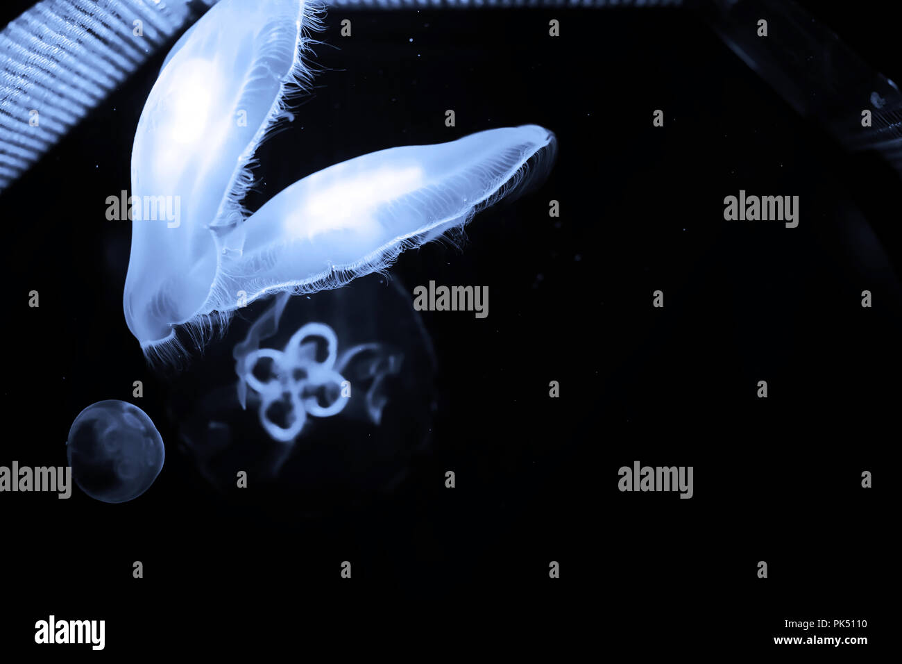Blue jellyfish swim under water Stock Photo - Alamy