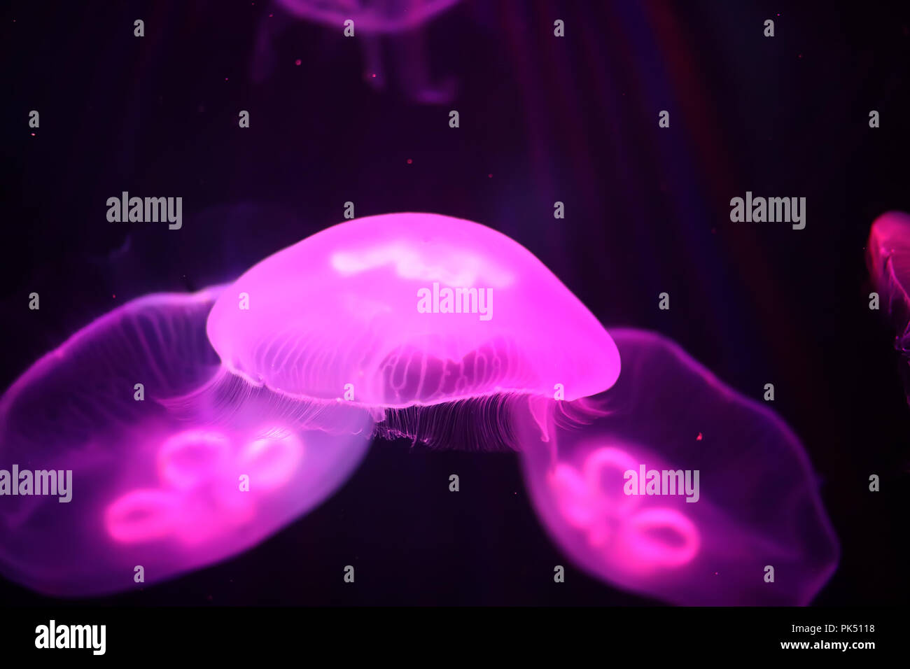Multicolored jellyfish swim under water Stock Photo - Alamy