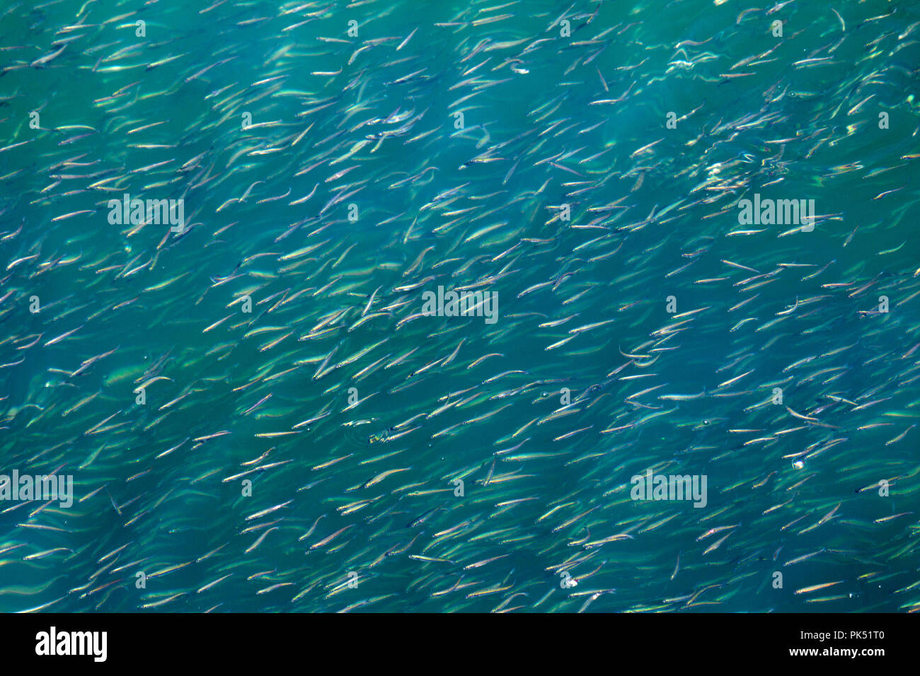 School of Anchovies Stock Photo Alamy