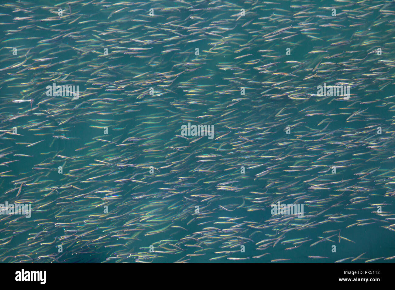 School of Anchovies Stock Photo Alamy