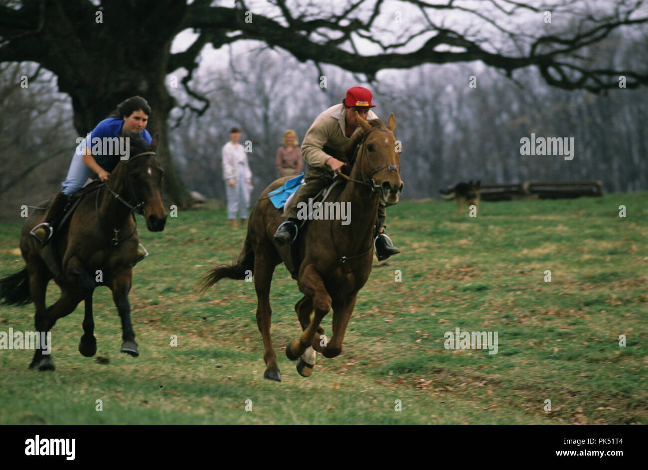 Bay Cockburn(on right) during a workout in 1998 of steeplechase hourses at Dr, Joe Rodgers Farm in Hamilton, Virginia. The Oak Tree in the background  Stock Photo