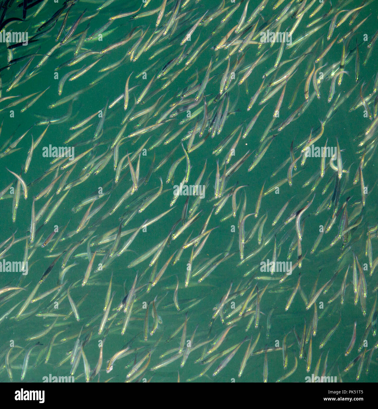 School of Anchovies Stock Photo Alamy