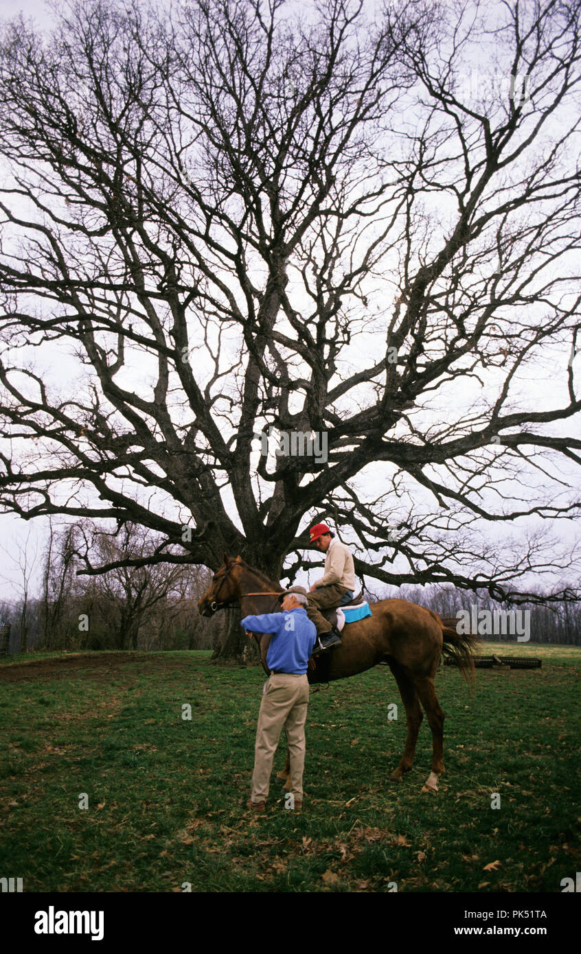 Dr, Joe Rodgers checks the heart rate of one of his steeplechase hourses at his Farm in Hamilton, Virginia. Bay Cockburn is the rider up. The Oak Tree Stock Photo