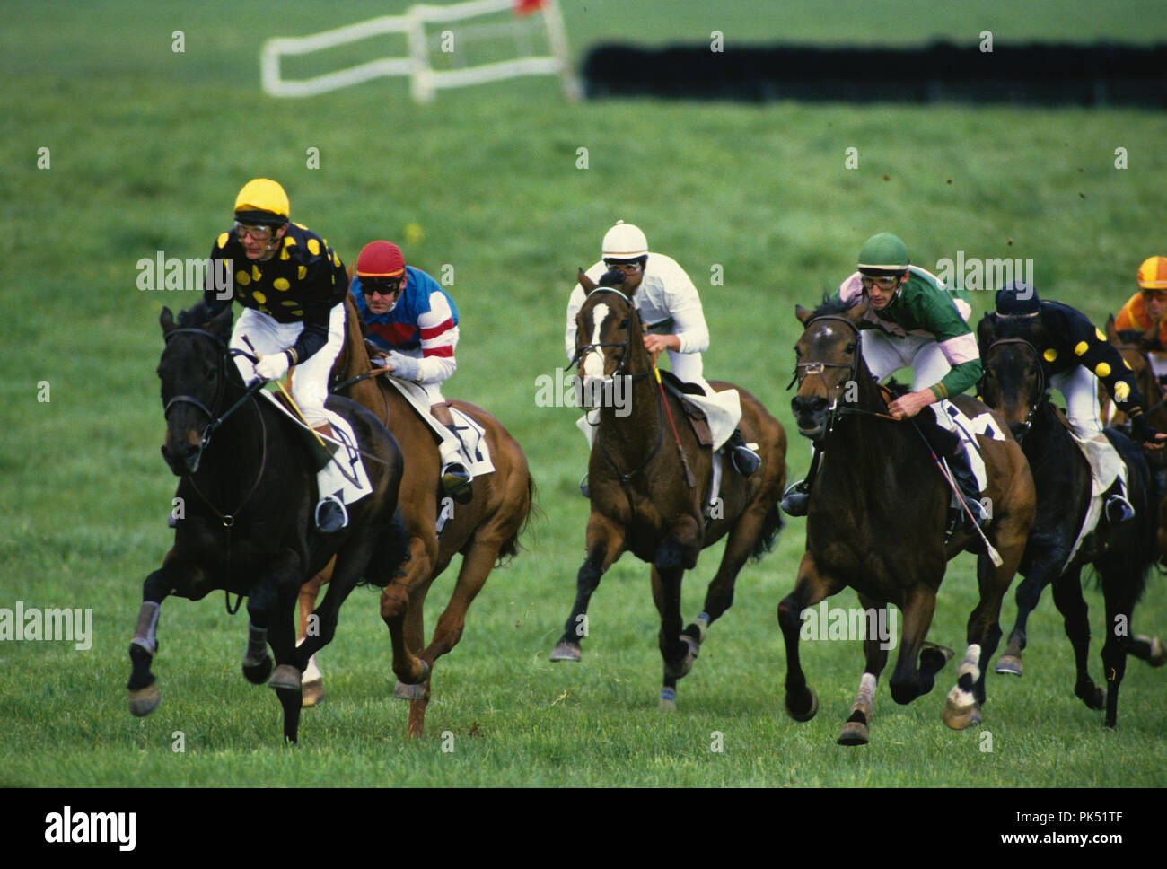 Steeplechase riders on course round a turn at the Oatlands Point to Point Spring races. Stock Photo
