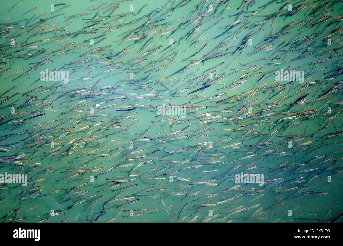 Fish school ball ocean hires stock photography and images Alamy