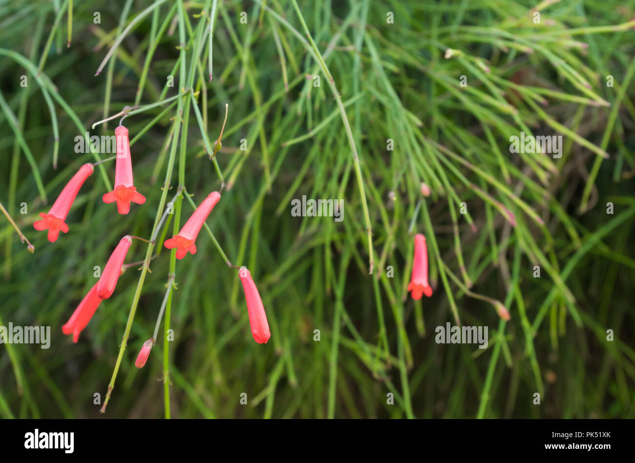 Close up of the Russelia Equisetiformis flower,it also known as fountainbush or firecracker plant. Stock Photo