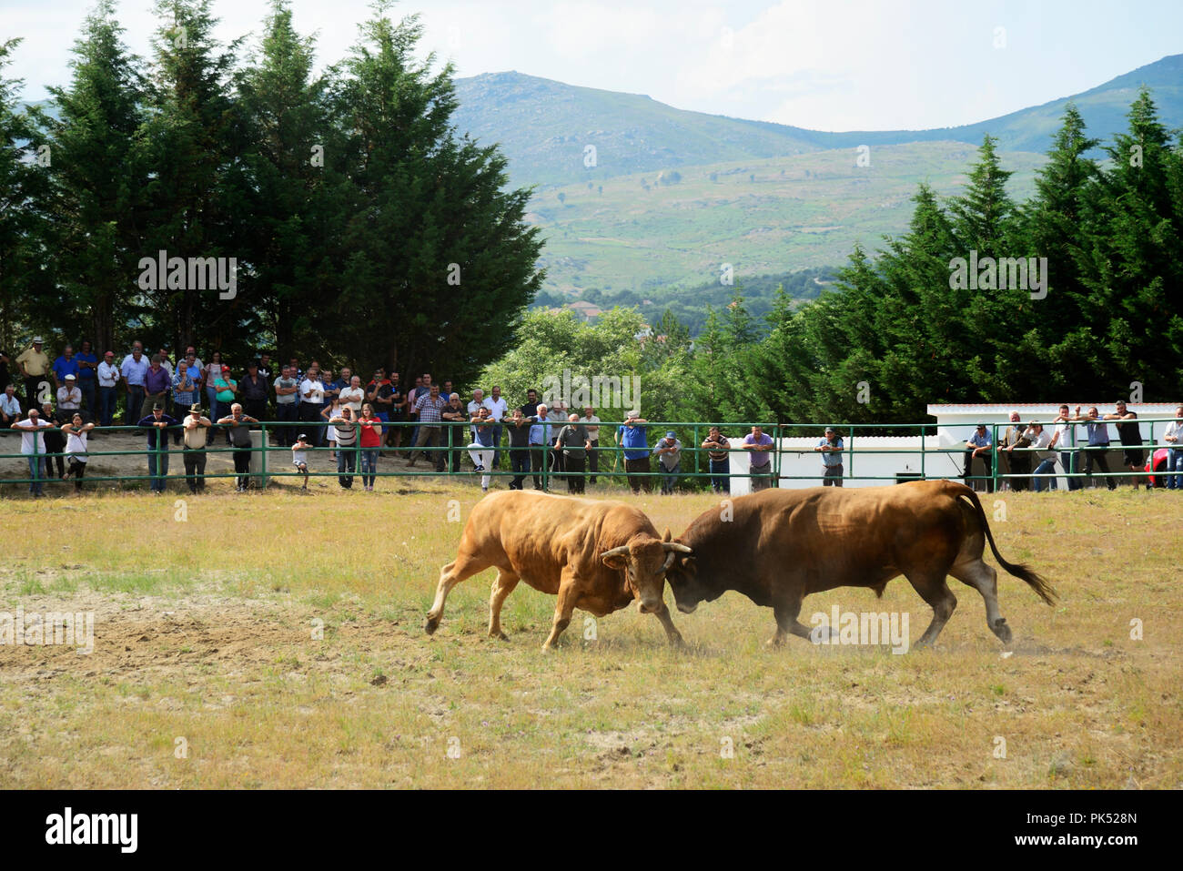 Traditional bullfighting (chega de bois) between the best bulls of each village of the northern region of Barroso. Montalegre, Tras os Montes. Portuga Stock Photo