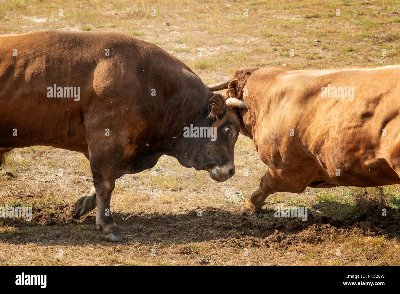 Traditional bullfighting (chega de bois) between the best bulls of each village of the northern region of Barroso. Montalegre, Tras os Montes. Portuga Stock Photo
