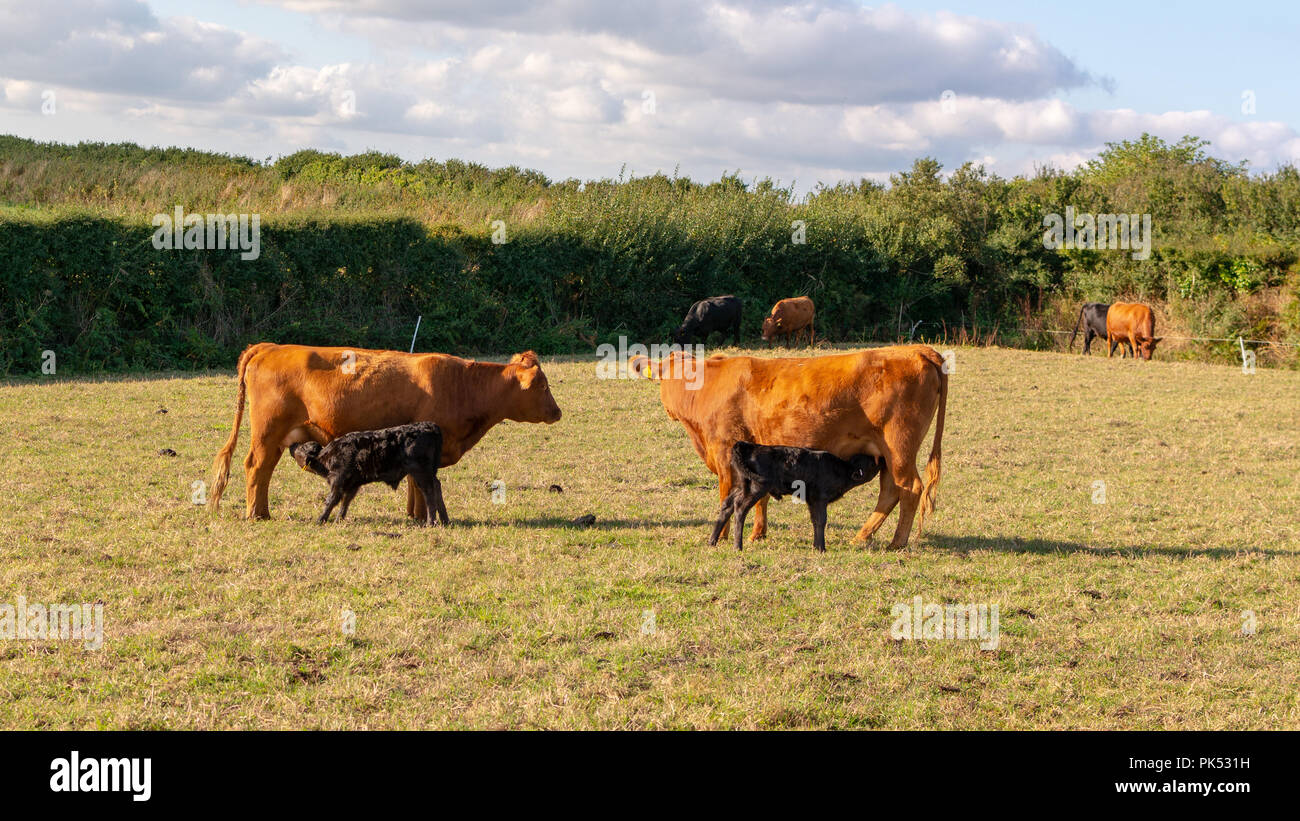 South Devon Ruby Red cattle feeding two black calves in a field, South West England, UK Stock Photo